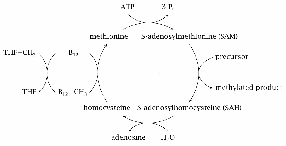 Overview of the S-adenosylmethionine (SAM) cycle