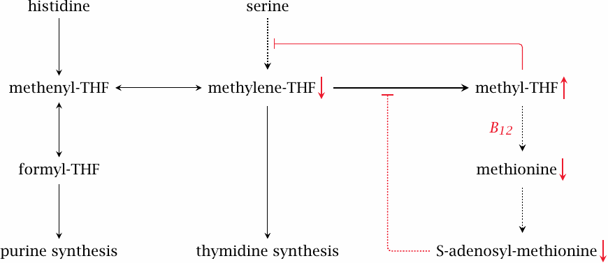 Schematic illustrating how vitamin B12 deficiency causes depletion of
                    N,N’-methylene-tetrahydrofolate (‘methyl trap hypothesis’)