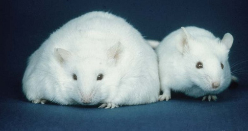 Photograph of wild-type and leptin gene knockout mice