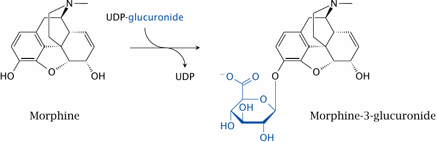 Morphine skips phase I and is conjugated directly