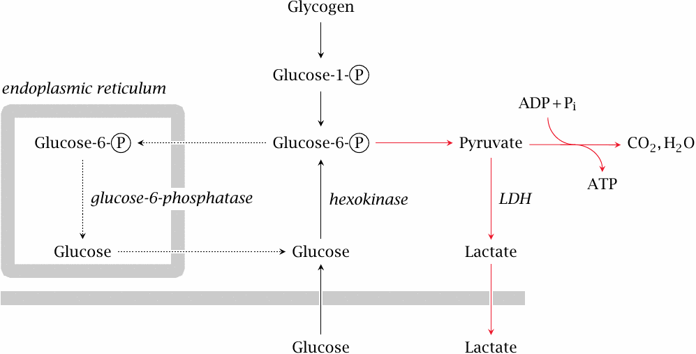 Glycogen utilization in the muscle: glucose is fully utilized in the
                    cell or converted to lactate and released into the bloodstream