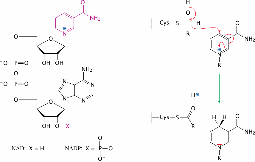 Structures of NAD and NADP, showing the nicotinamide moiety in
                    oxidized and reduced form
