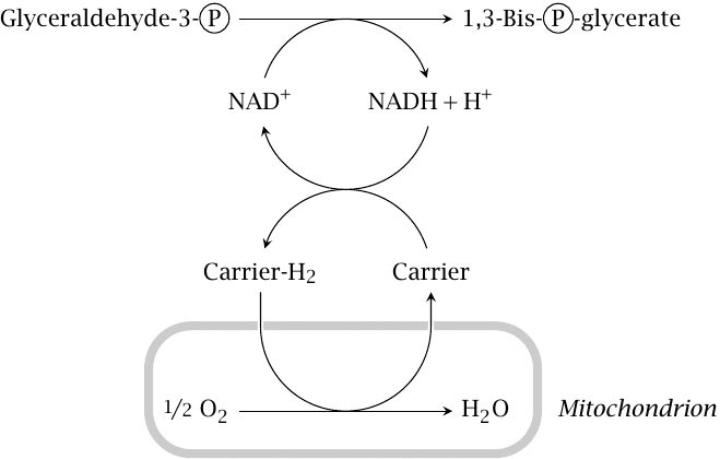 Schematic of hydrogen transport from cytosolic NAD+ to the
                    mitochondria by intermediate carriers