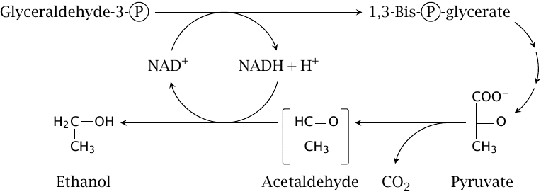 Schematic of NAD+ regeneration by ethanolic fermentation