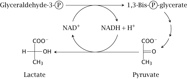 Schematic of NAD+ regeneration by lactate dehydogenase