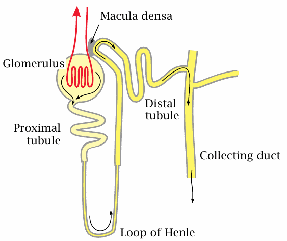 Schematic of the structure of a nephron