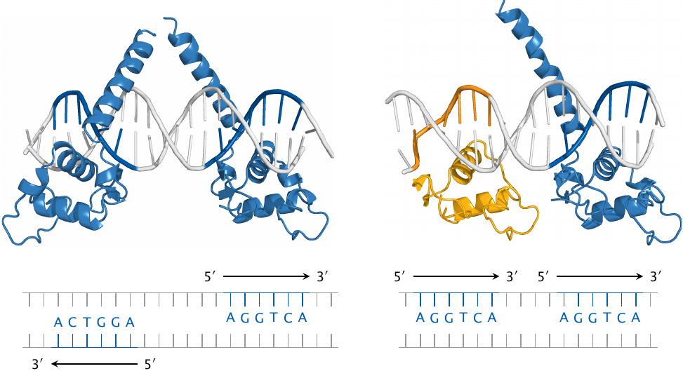 Structure of thyroid hormone receptor DNA-binding domains, and
                    schematic of their cognate DNA sequence motifs