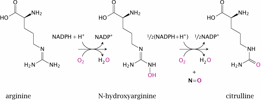 The nitric oxide synthase reaction