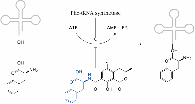 Structure of ochratoxin A, and illustration of its inhibitory effect
                    on phenylalanyl-tRNA synthetase