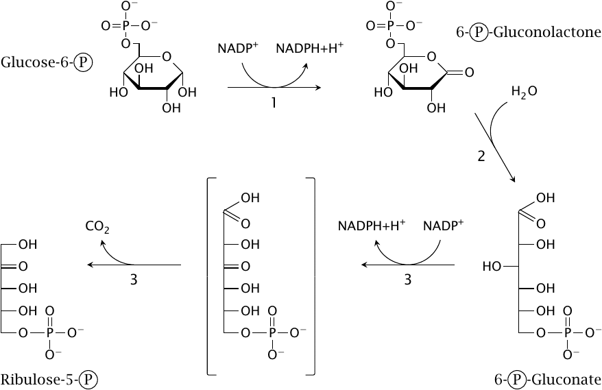 Reactions in the hexose monophosphate shunt: from glucose-6-phosphate
                    to ribulose-5-phosphate