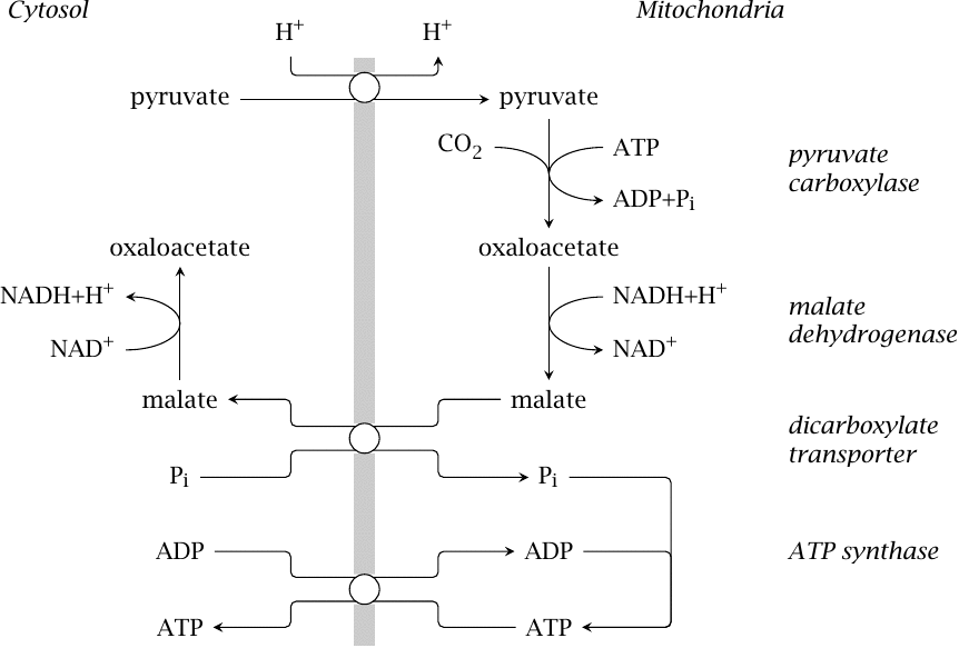 Substrate exchange between cytosol and mitochondria required for
                    gluconeogenesis