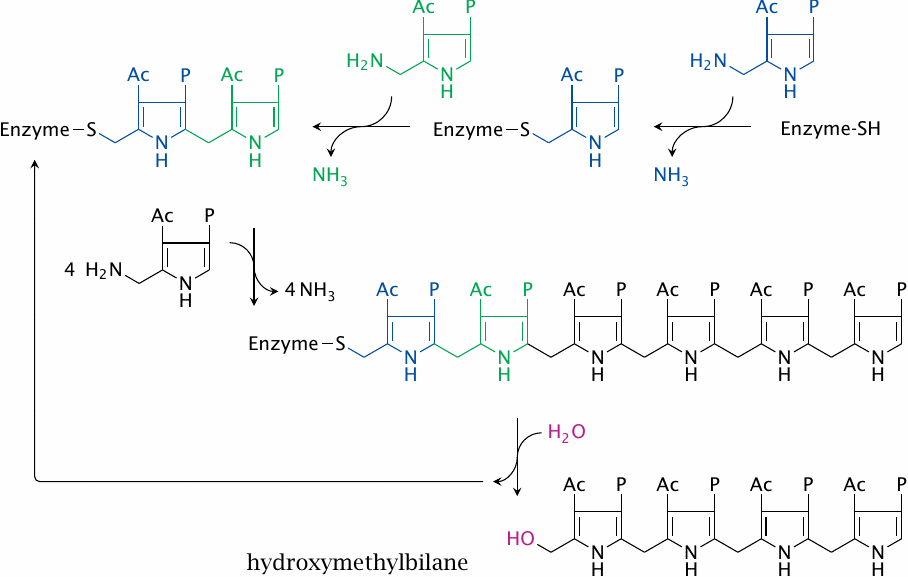 Porphobilinogen deaminase synthesizes hydroxymethylbilane