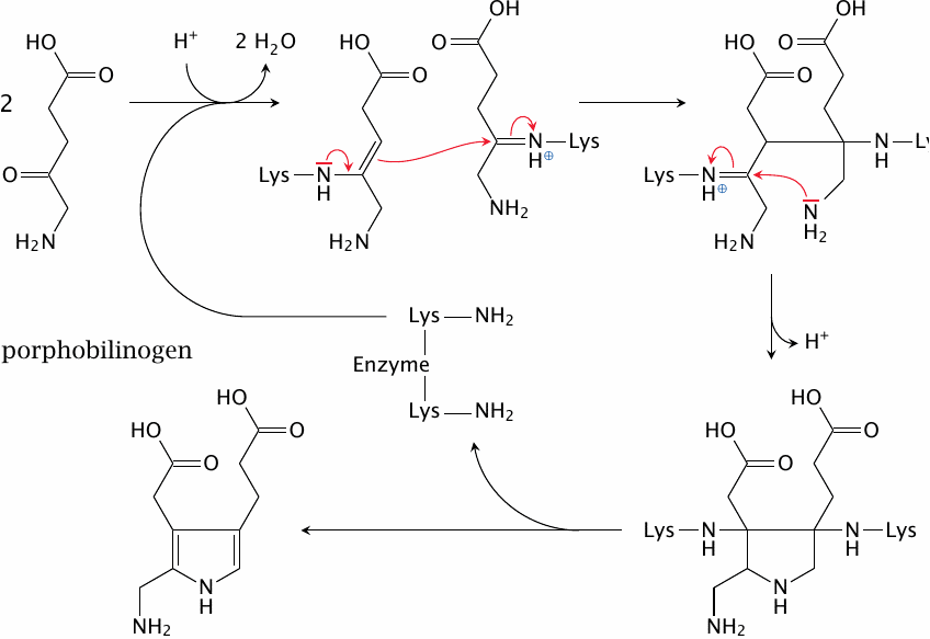 The porphobilinogen synthase reaction