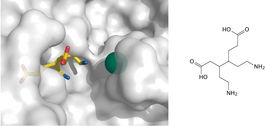 A substrate analogue next to zinc inside the active site of
                    porphobilinogen synthase