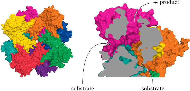Molecular structure of AIR carboxylase/SAICAR synthetase