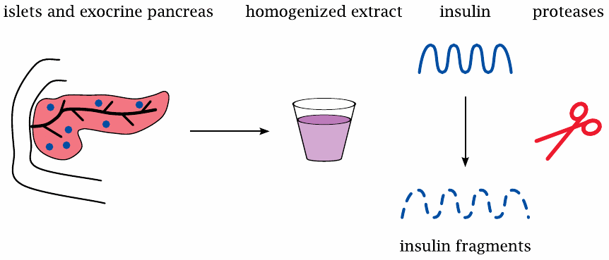 Schematic illustrating the proteolytic degradation of insulin in
                    homogenized pancreas tissue extracts