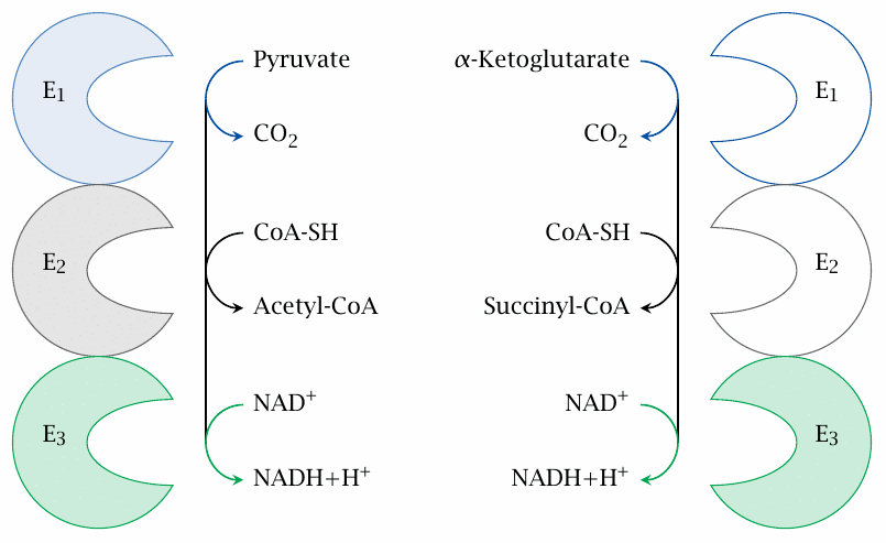 Comparison of pyruvate dehydrogenase and alpha-ketoglutarate
                    dehydrogenase