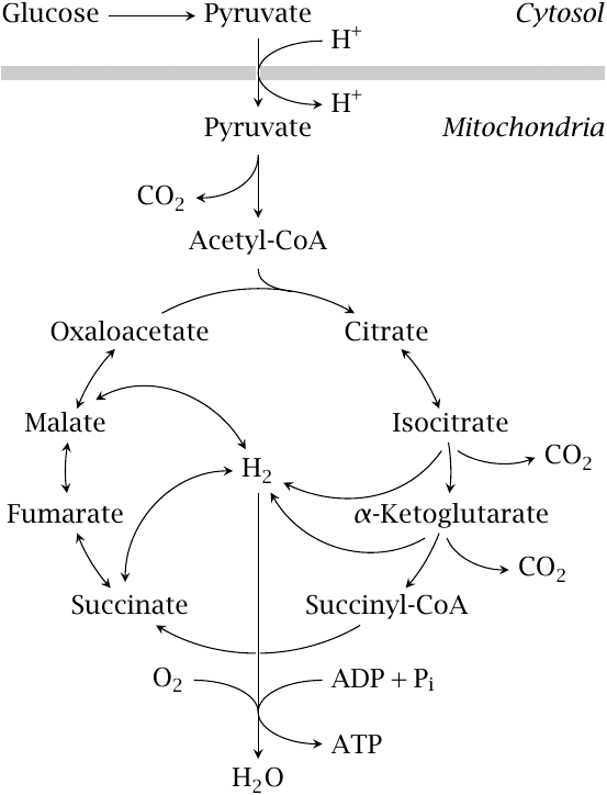 Overview of metabolic flow through the TCA cycle