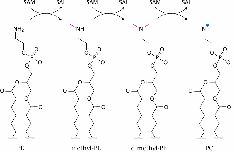 Overview of the successive methylations involved in the conversion of
                    phosphatidylethanolamine to phosphatidylcholine