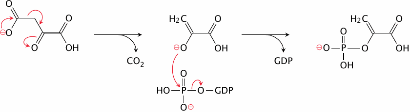 The phosphoenolpyruvate carboxykinase reaction