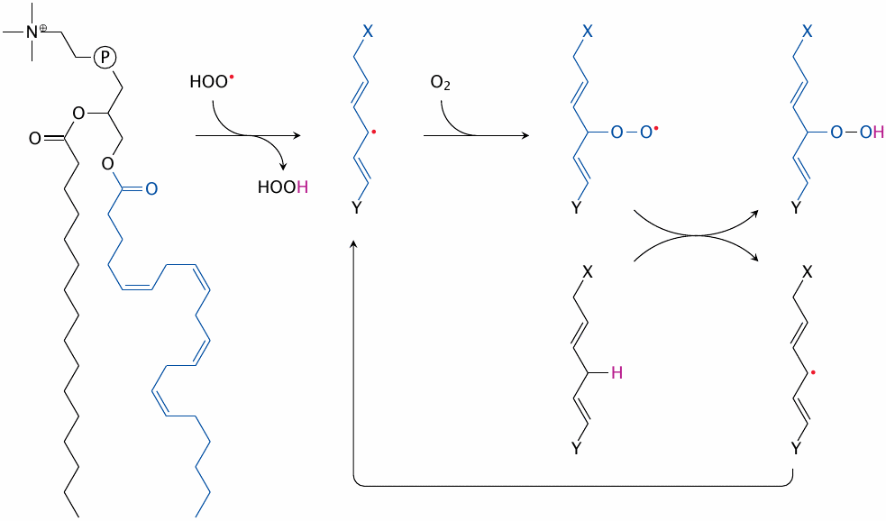 Self-sustained lipid peroxidation induced by peroxyl radicals