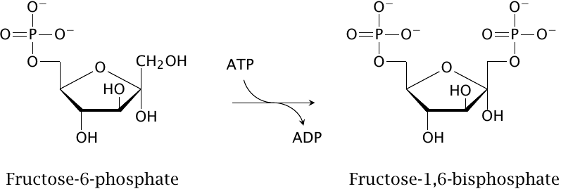 Schematic of the phosphofructokinase reaction