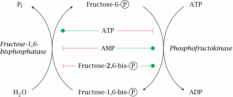 Allosteric regulation of phosphofructokinase and
                    fructose-1,6-bisphosphatase