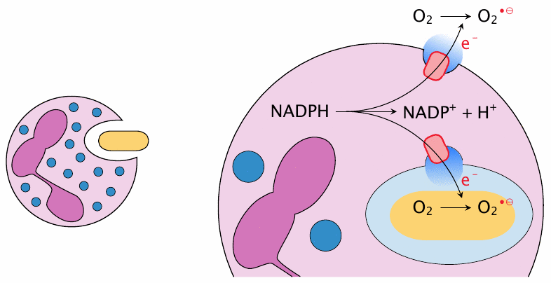 NADPH oxidase initiates ROS formation in phagocytes