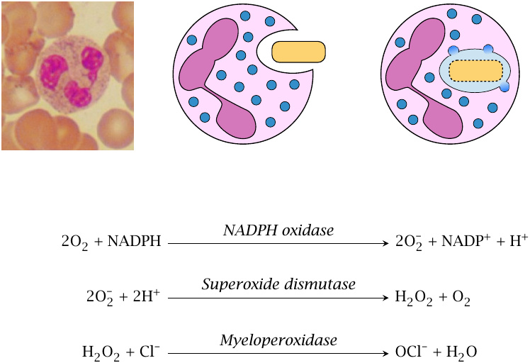 Illustration of phagocytosis, and equations of enzyme reactions that
                    mediate reactive oxygen production by phagocytes (NADPH oxidase, superoxide
                    dismutase, and myeloperoxidase)