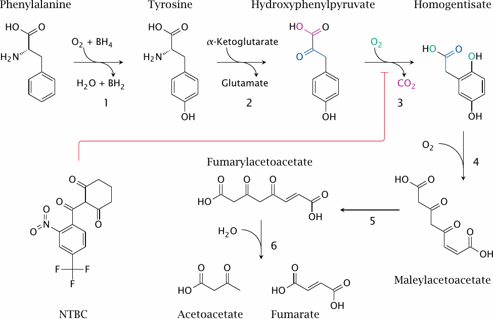 The degradation pathway for phenylalanine and tyrosine, and structure
                    of the hydroxyphenylpyruvate dehydrogenase inhibitor NTBC