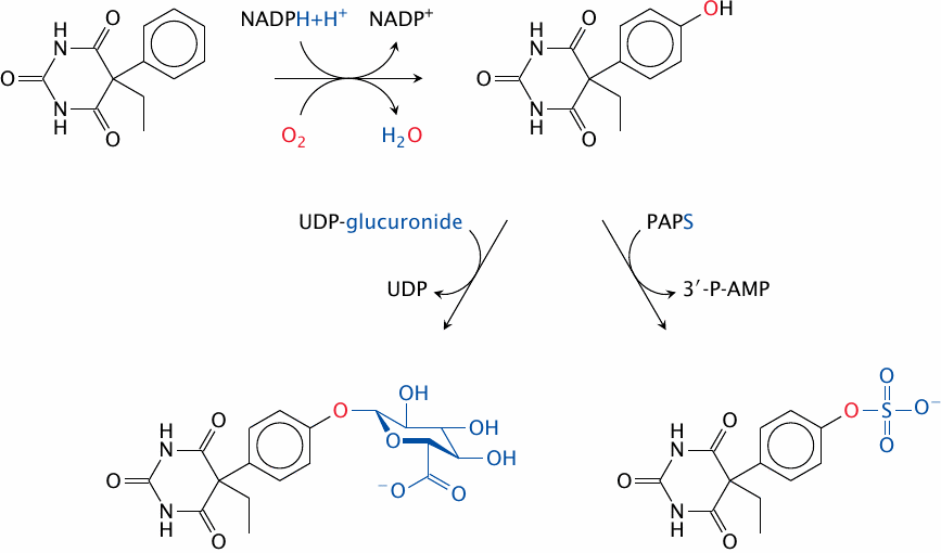 Example: metabolism of phenobarbital