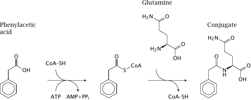 Amino acid conjugation: Glutamine conjugation of phenylacetate