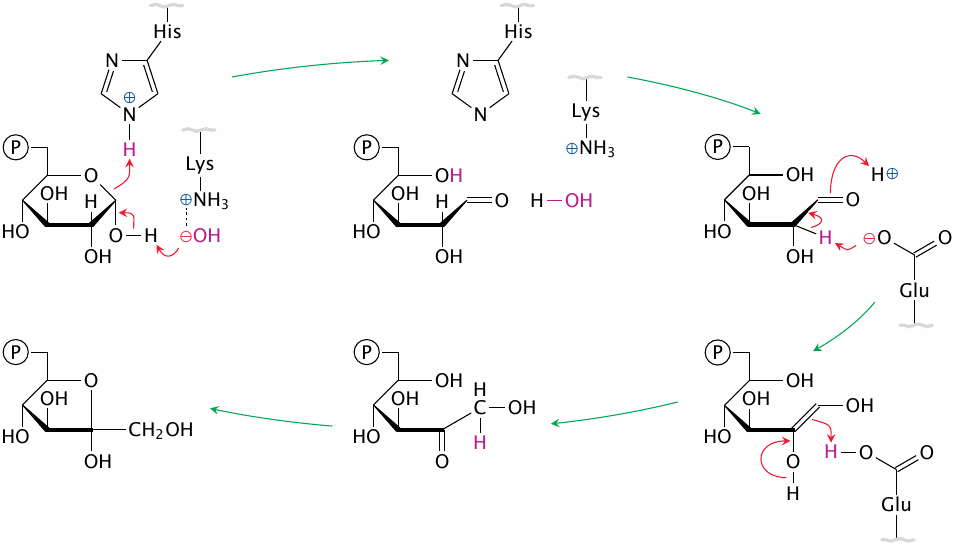 Schematic showing substrate, product, and intermediate stages of the
                    phosphohexose isomerase reaction