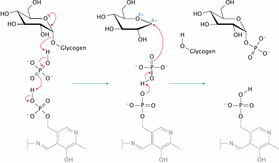 The reaction mechanism of glycogen phosphorylase