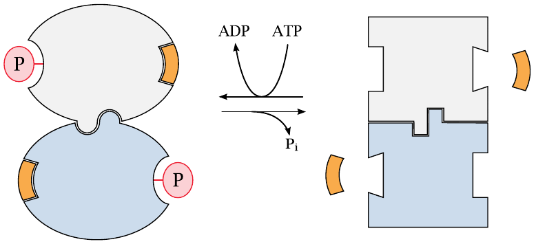 Illustration of enzyme activity regulation by phosphorylation