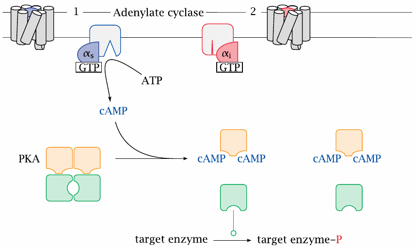 Schematic showing the regulation of protein kinase A activity by G
                    proteins