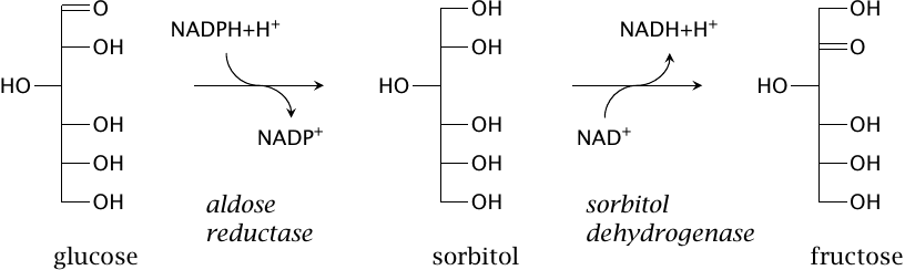 The sorbitol pathway: aldose reductase and sorbitol dehydrogenase