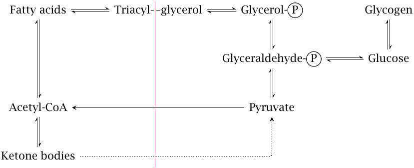 Carbon pools in carbohydrate and fat metabolism