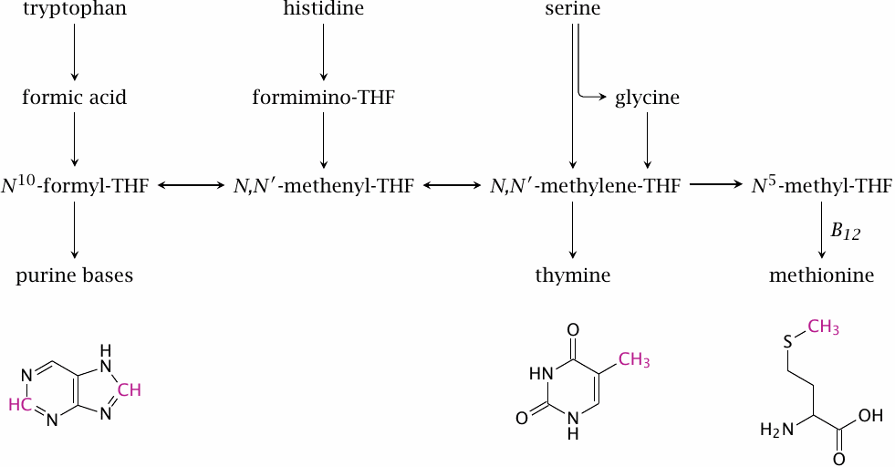 Overview of substrate flux into and out of the C1-tetrahydrofolate
                    pool