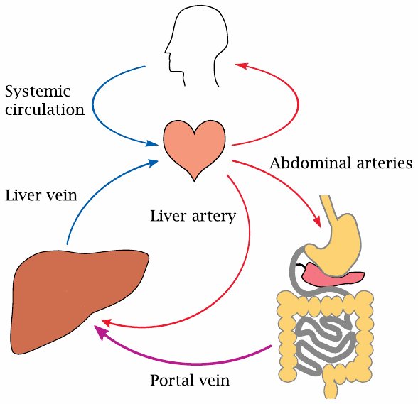 Illustration of the portal circulation, showing that venous blood from
                    the intestines is passed through the liver before entering the general
                    circulation