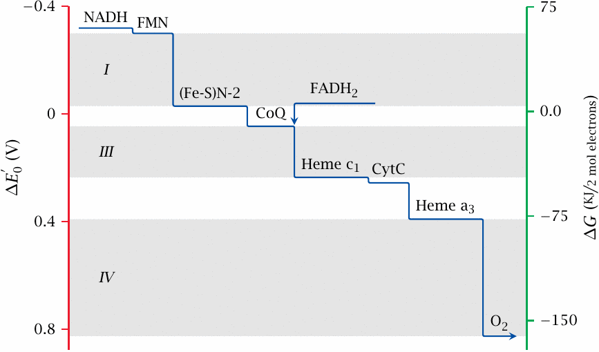 Schematic showing stepwise changes of redox potential and free energy
                    along the respiratory chain