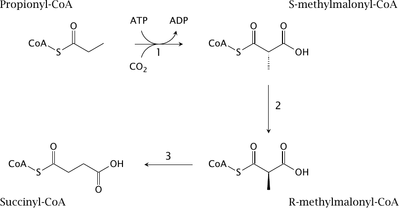 Outline of the propionyl-CoA utilization via methylmalonyl-CoA and
                    succinyl-CoA
