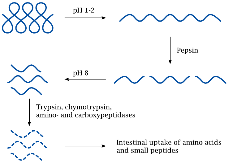 Schematic illustrating the stages of protein digestion, with
                    denaturation and initial cleavage occurring the stomach, and complete breakdown
                    and absorption in the small intestine