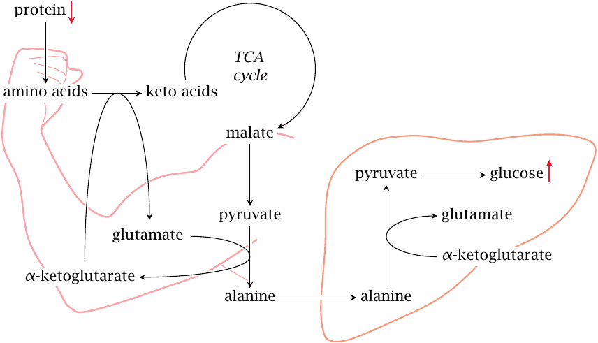 Schematic illustrating hepatic glucose production downstream of muscle
                    protein breakdown in diabetes