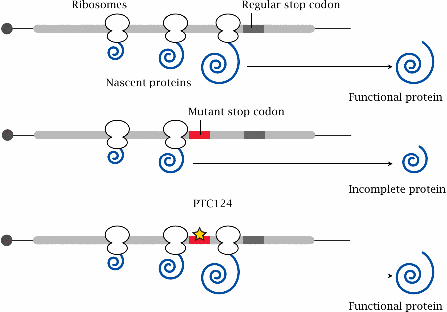 Translational antitermination with PTC124 (ataluren)