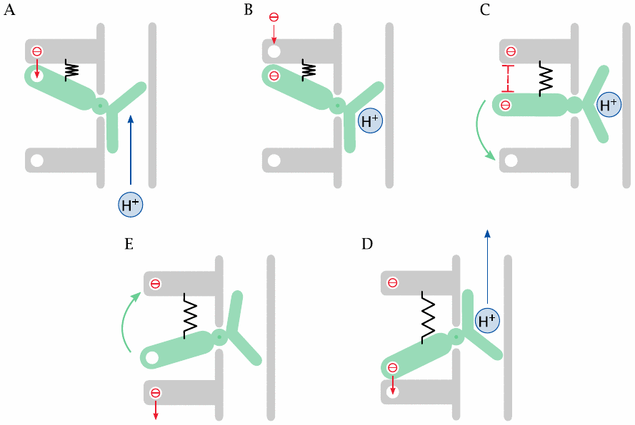 A conceptual model that tries to explain how electron transport drives
                    proton pumping in the respiratory chain