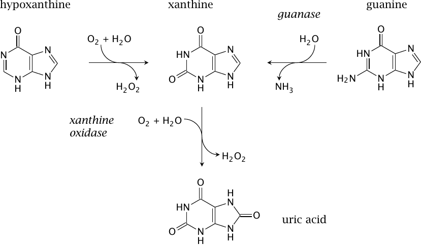 The guanase and xanthine dehydrogenase/oxidase reactions