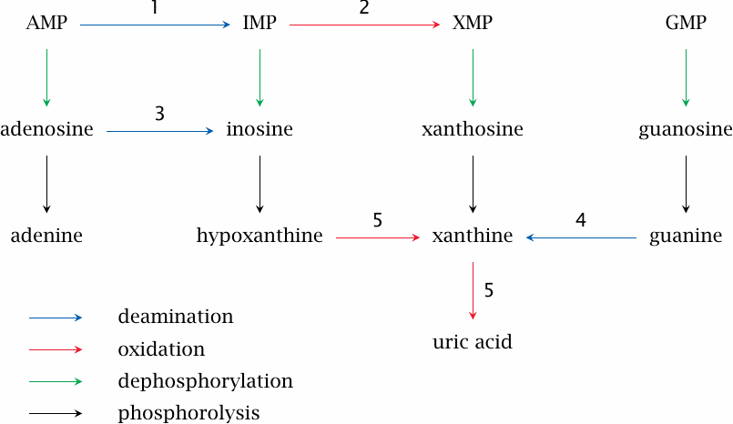 Degradation of endogenous purine nucleotides (overview)