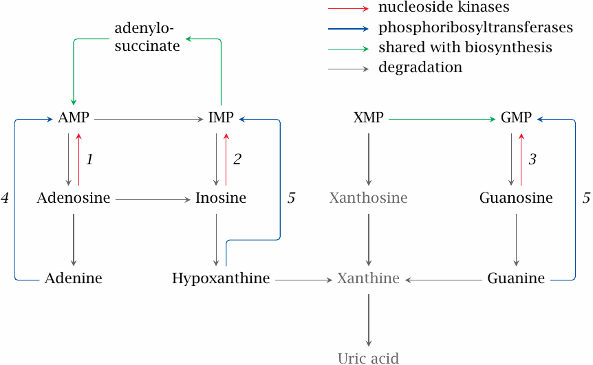 Overview of purine salvage reactions