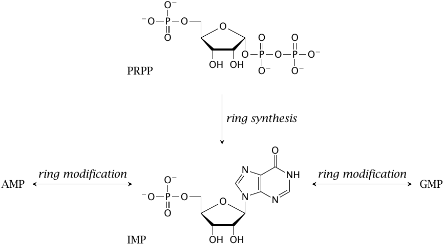 Overview of purine biosynthesis
